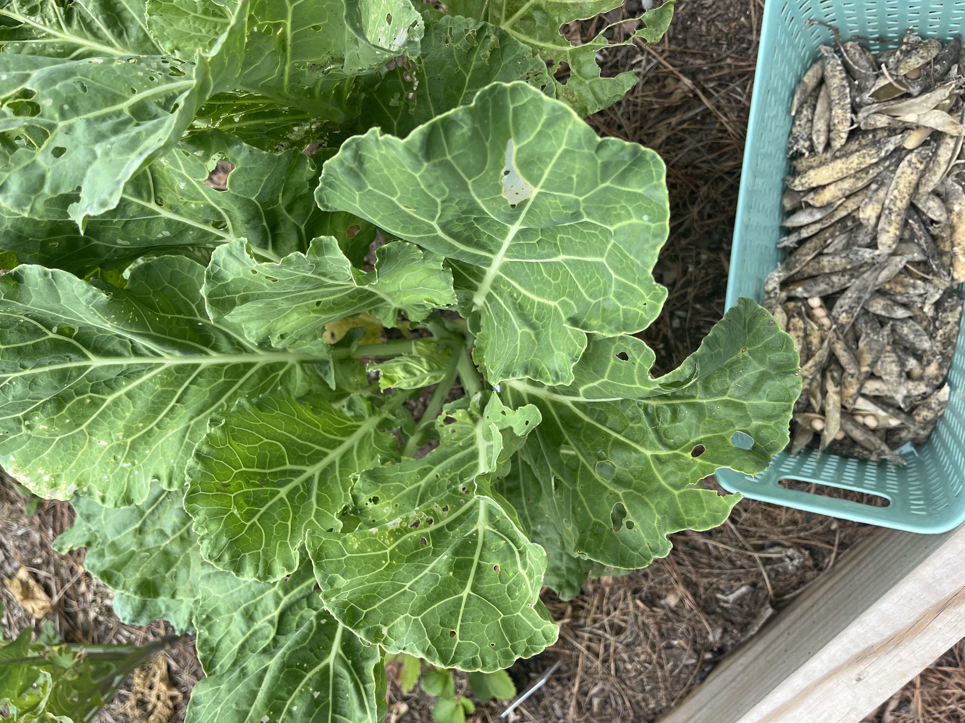 Louisiana Sweet collards and creole english peas.